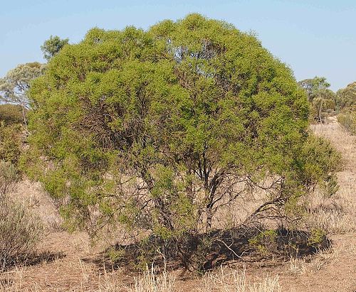 Eremophila mitchellii